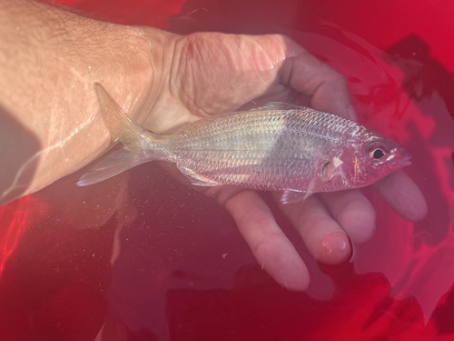 Spotfin mojarra (Eucinostomus argenteus) — Gerreidae — 2