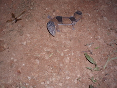 Hemitheconyx caudicinctus