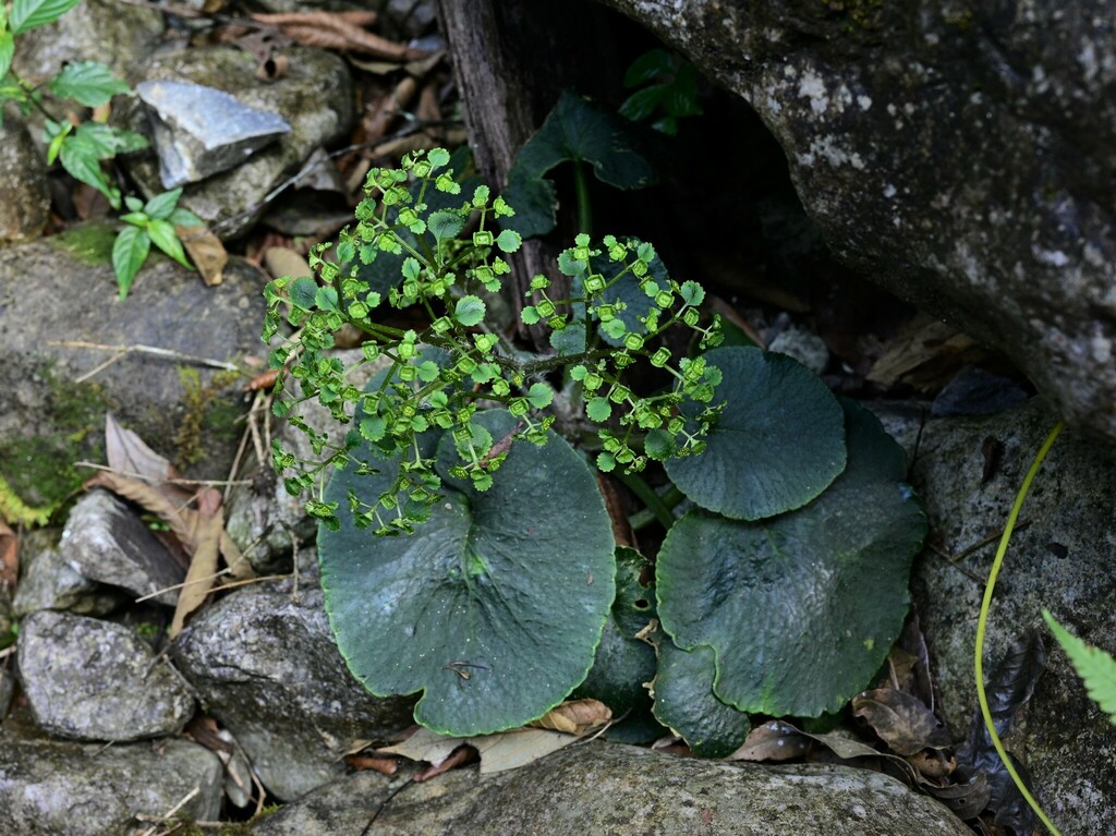 Chrysosplenium hydrocotylifolium