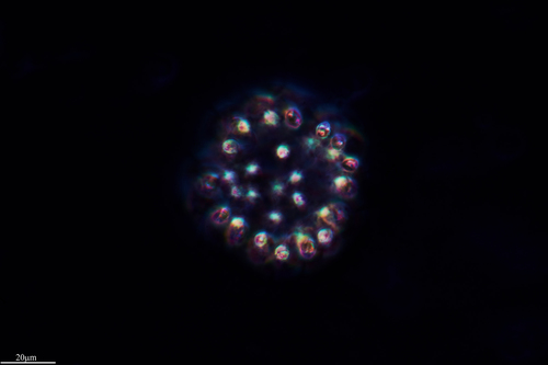 Medium