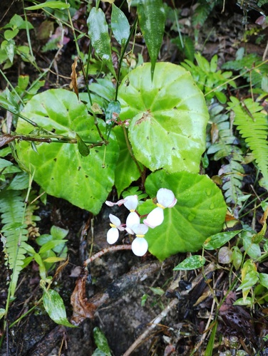Begonia stigmosa, photograph 4