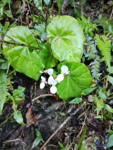 Begonia stigmosa, photograph 5