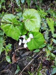 Begonia stigmosa, photograph (c) Carlos Domínguez-Rodríguez, some rights reserved (CC BY)