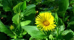 Doronicum pardalianches