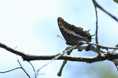 Charaxes saturnus saturnus