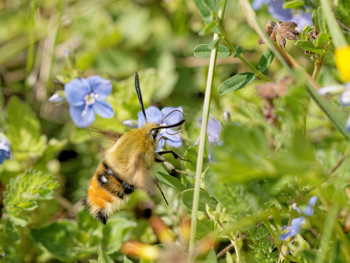 Hemaris tityus