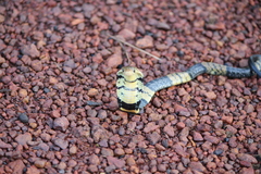Naja savannula