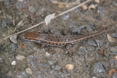 Trachylepis varia