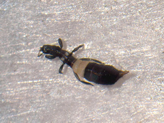 Aeolothrips albicinctus