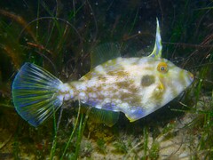 Rough Leatherjacket photo 1