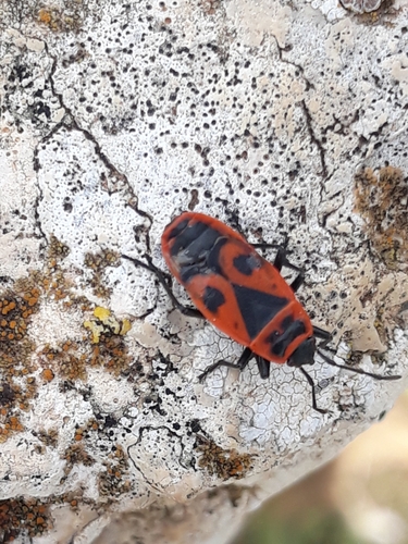 European Firebug