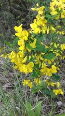Hippocrepis emerus