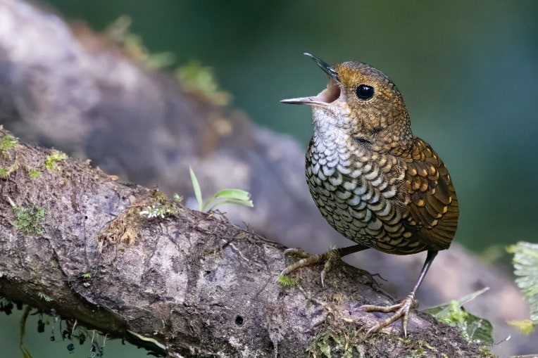 Pygmy Wren-Babbler