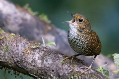 Pygmy Wren-Babbler photo 1