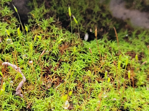 Image of Bryoerythrophyllum recurvirostrum by (c) ahabo, some rights reserved (CC BY)