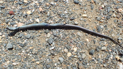 Chalcides striatus