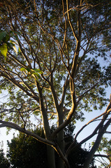 Eucalyptus