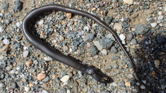 Chalcides striatus