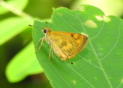 Taractrocera archias