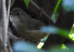 Malacocincla sepiaria