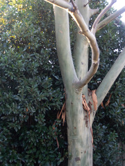 Eucalyptus