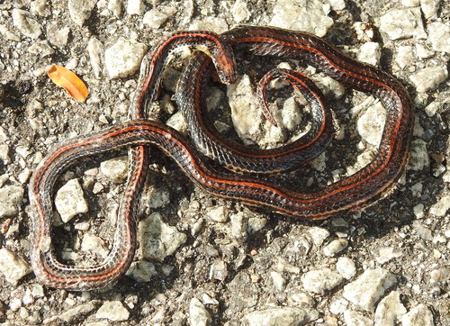 Banded Malaysian Coralsnake