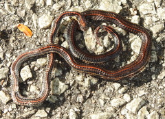 Calliophis intestinalis