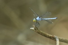 Chalcostephia flavifrons