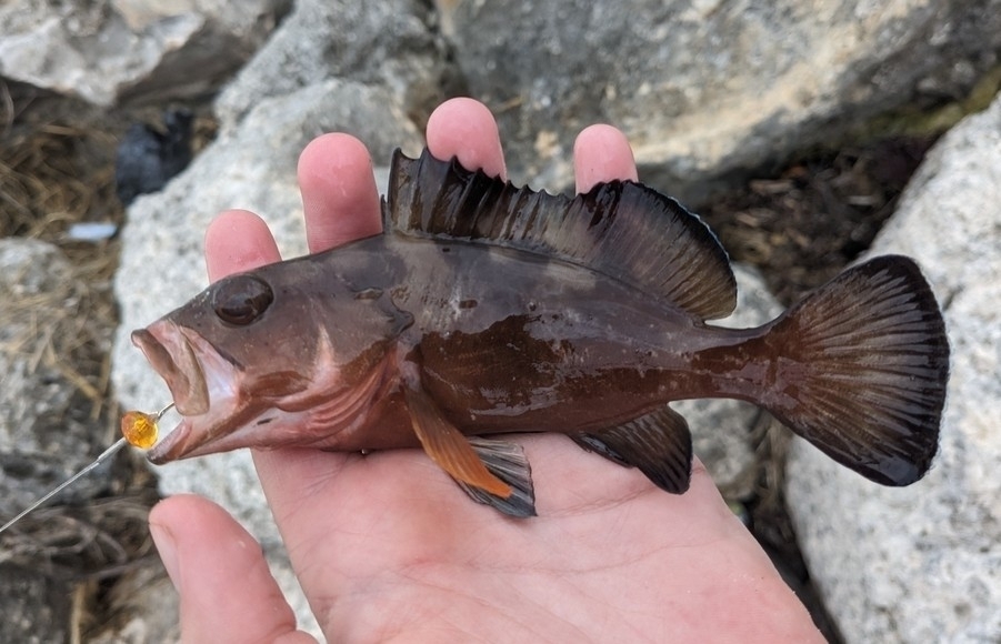 Red Grouper