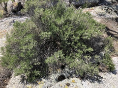 Ericameria laricifolia