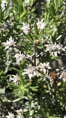 Ericameria laricifolia