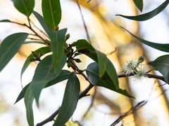 Eucalyptus