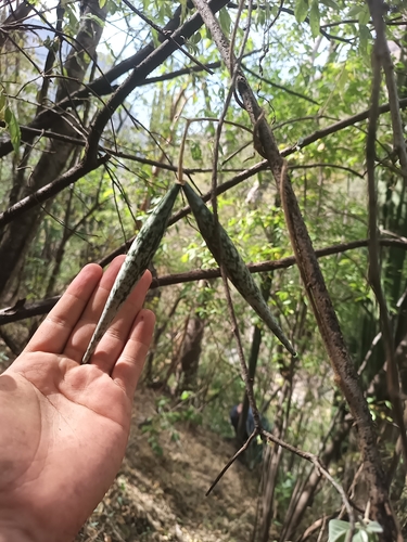 Polystemma guatemalense
