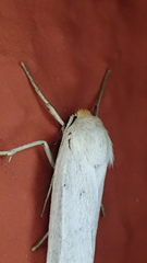 Coscinia chrysocephala