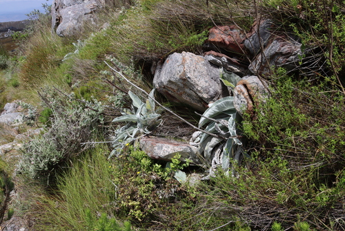 Image of Hermas gigantea by (c) Tony Rebelo, some rights reserved (CC BY-SA)