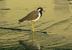 Vanellus indicus