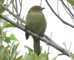 Andropadus importunus