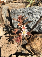 Sedum rubens