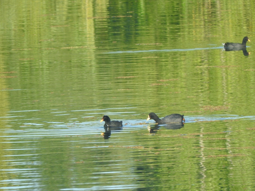 Red-fronted Coot from 2VCJ+F2, Neuquén, Argentina on January 13, 2024 ...