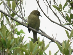 Andropadus importunus