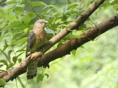 Hierococcyx varius