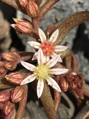 Sedum rubens