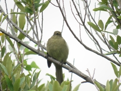 Andropadus importunus