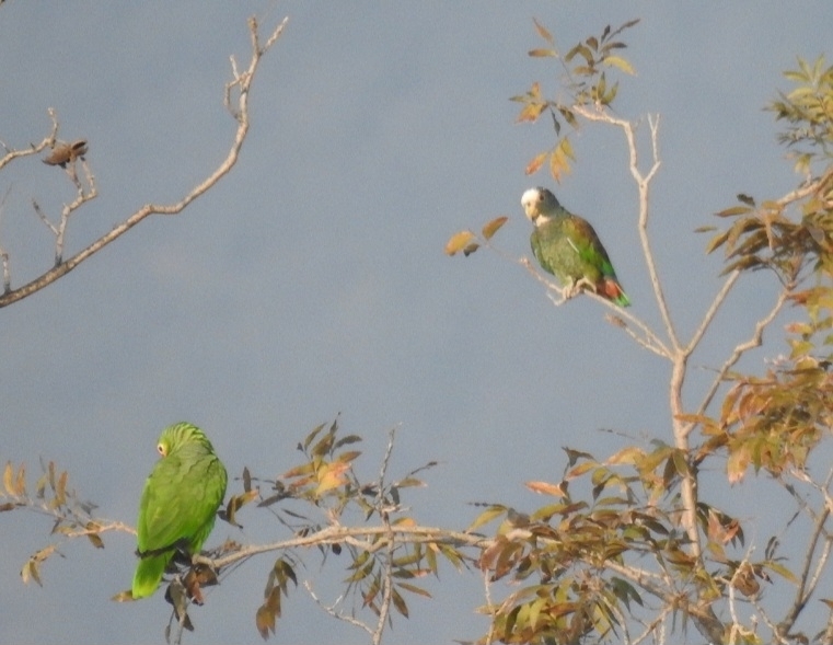 White Crowned Parrot In January 2024 By Zuly Zuyvic INaturalist   Large 