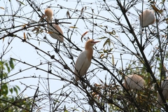 Bubulcus ibis