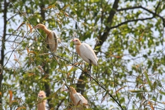 Bubulcus ibis