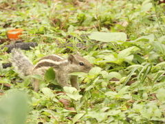 Funambulus pennantii