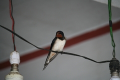 Hirundo rustica
