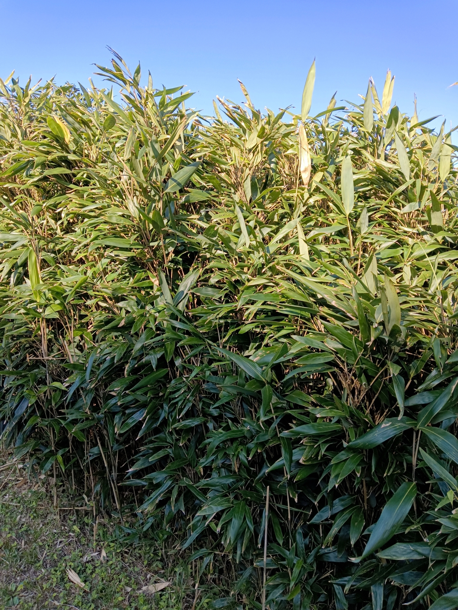 Imagem de Bambu-japonês