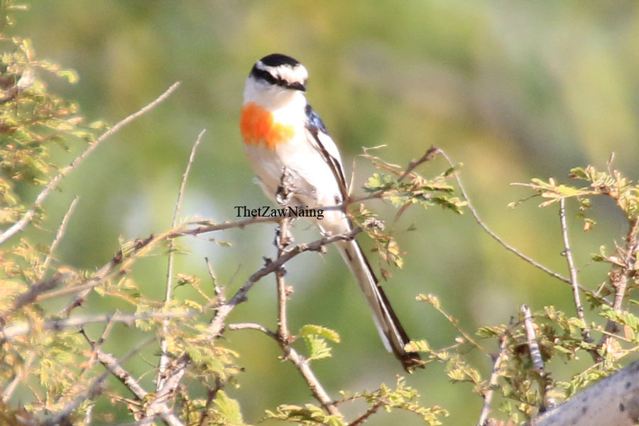 Jerdon's Minivet